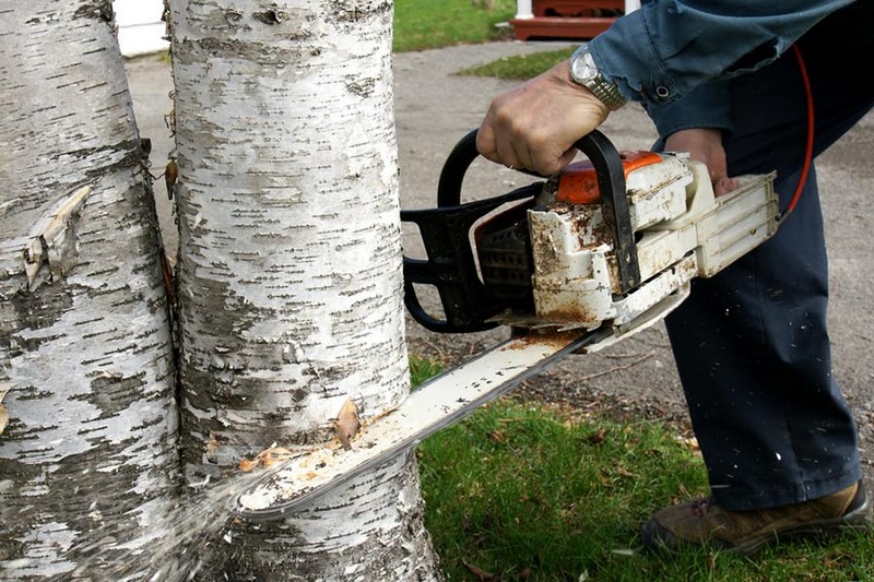 Tree Surgery